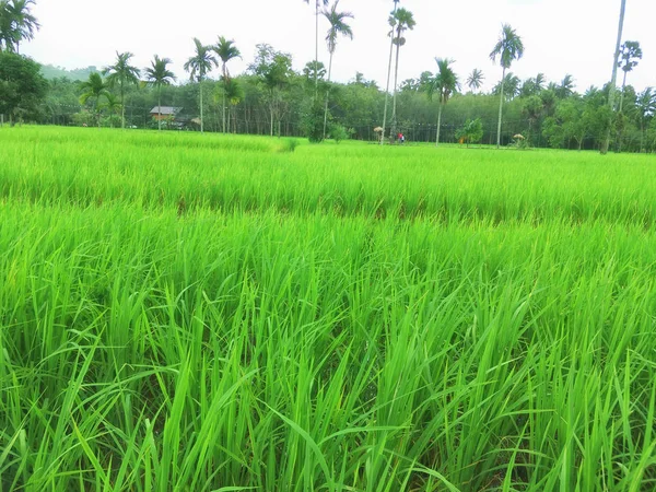 Rice Field Thailand — Stock Photo, Image