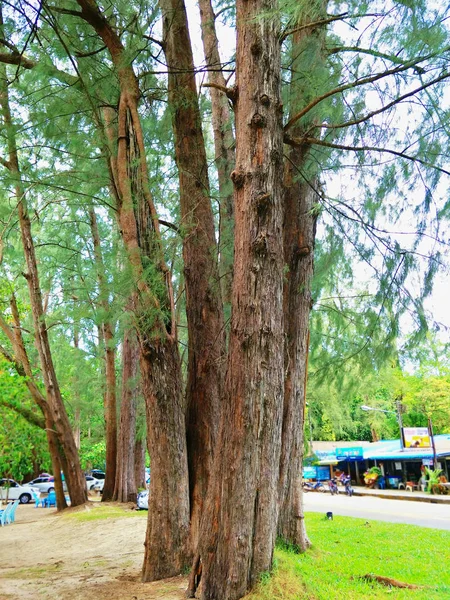 公園の大きな木 — ストック写真