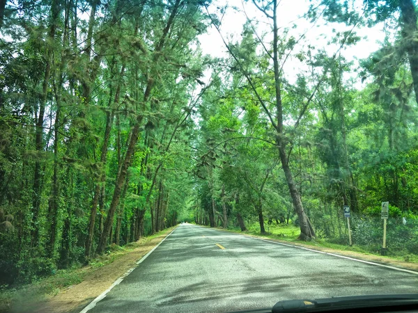 Pino Carretera —  Fotos de Stock