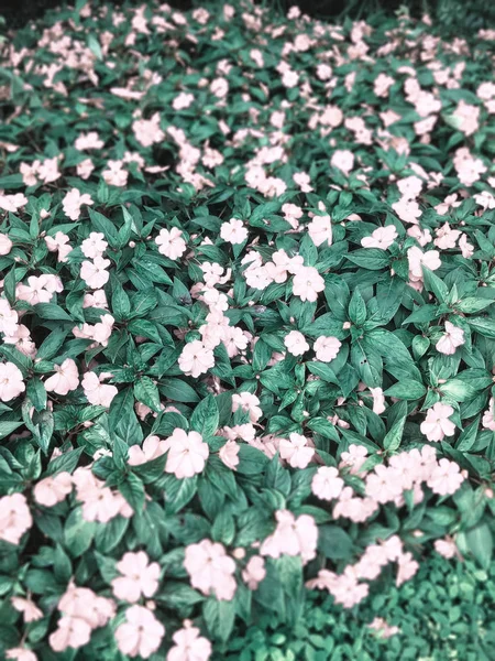 Flor Jardín — Foto de Stock