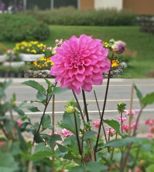 庭の花 — ストック写真