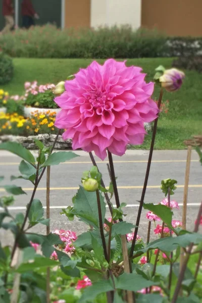 Fleur Dans Jardin — Photo