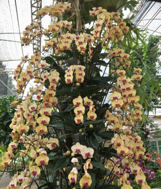 Garden güzel çiçekler kadar kapatın