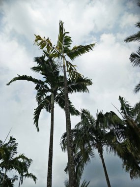 Parkta hindistan cevizi ağacı