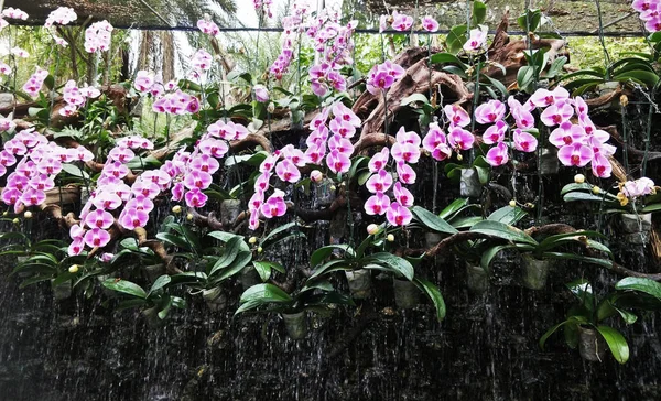Fechar Flores Bonitas Jardim — Fotografia de Stock