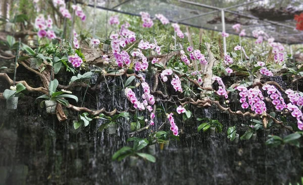 Garden Güzel Çiçekler Kadar Kapatın — Stok fotoğraf