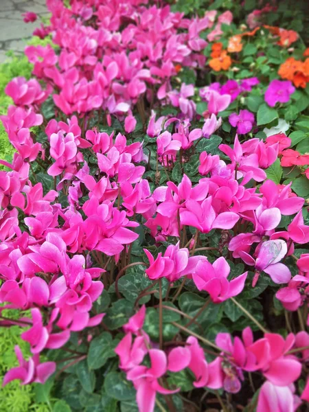 Nahaufnahme Schöner Blumen Garten — Stockfoto
