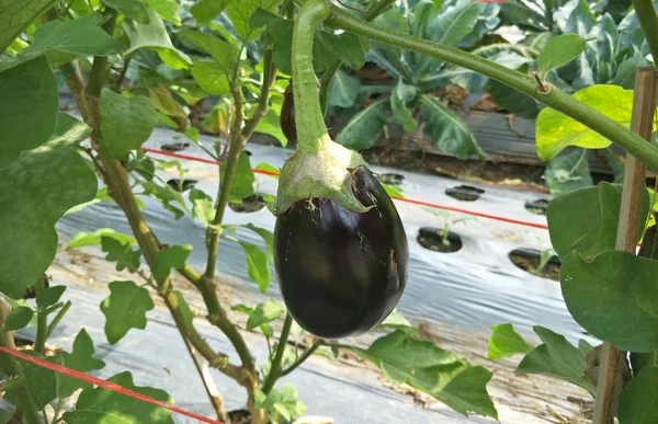 Küchengarten Einem Thailändischen Garten — Stockfoto