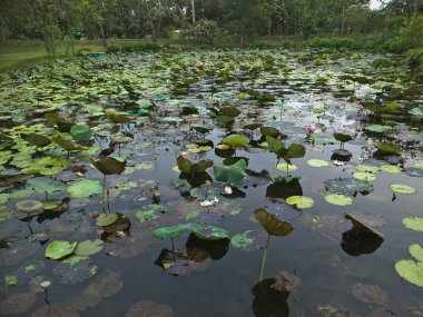 desen yeşil lotus yaprağı