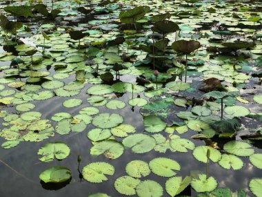 desen yeşil lotus yaprağı