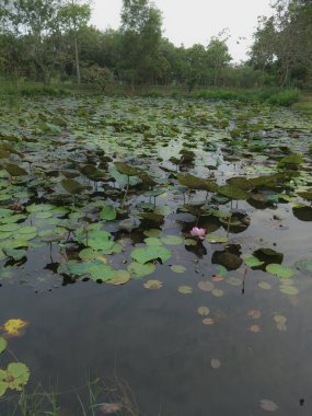 desen yeşil lotus yaprağı