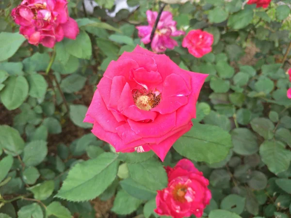 Flowers Garden — Stock Photo, Image