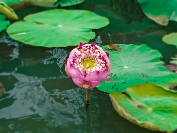 Mönster Grön Lotusblad — Stockfoto