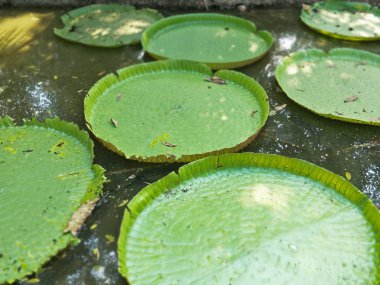 desen yeşil lotus yaprağı