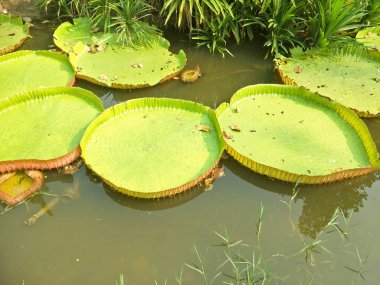 desen yeşil lotus yaprağı