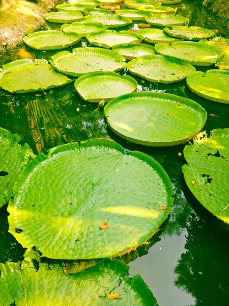 Mønster Grøn Lotus Blad - Stock-foto