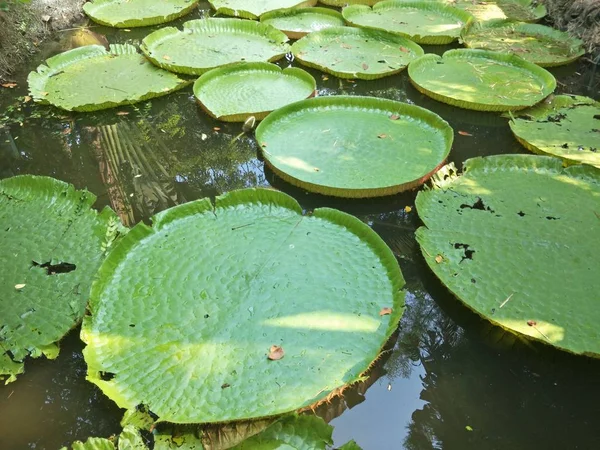 Mönster Grön Lotusblad — Stockfoto