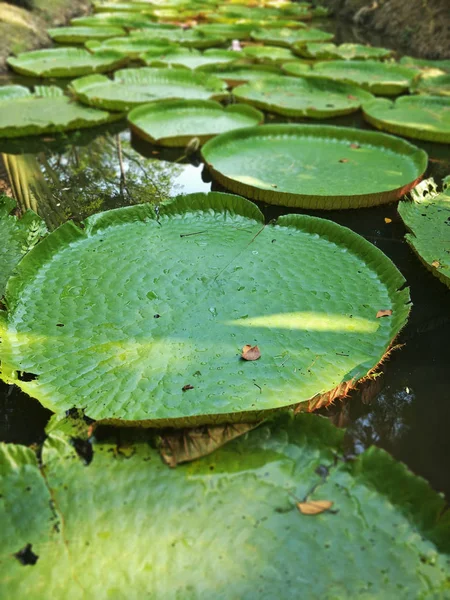 Mintás Zöld Lotus Leaf — Stock Fotó