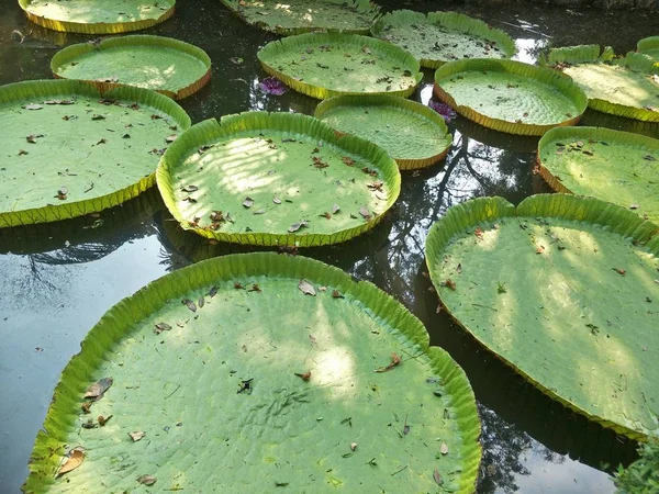 Patrón Hoja Loto Verde — Foto de Stock