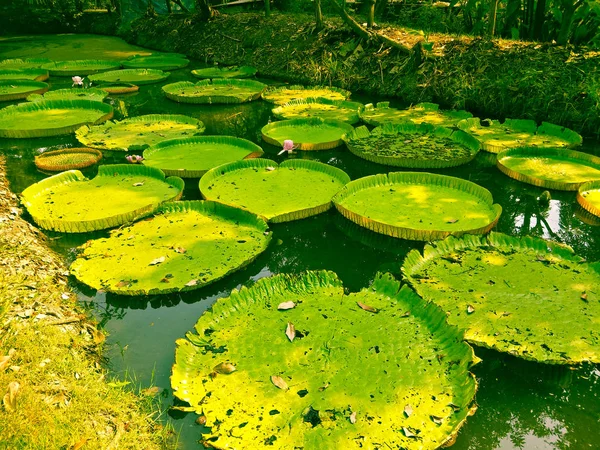 Padrão Folha Lótus Verde — Fotografia de Stock