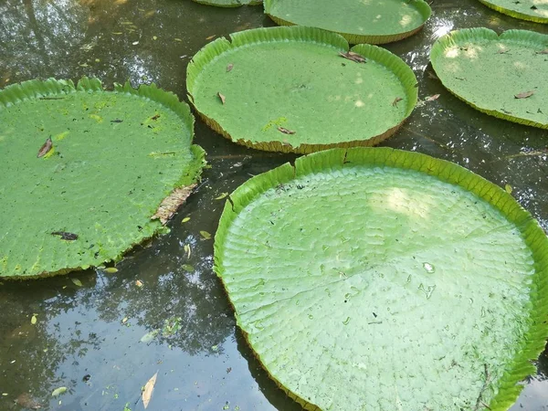 Patrón Hoja Loto Verde — Foto de Stock