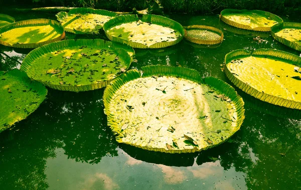 Patrón Hoja Loto Verde — Foto de Stock