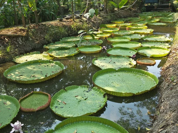 Mønster Grøn Lotus Blad - Stock-foto