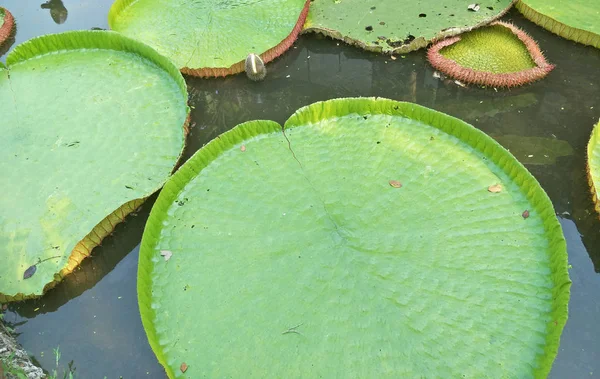 Mintás Zöld Lotus Leaf — Stock Fotó