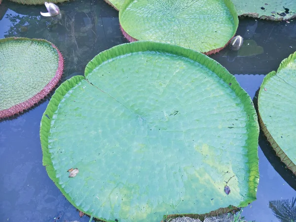 Pattern Green Lotus Leaf — Stock Photo, Image