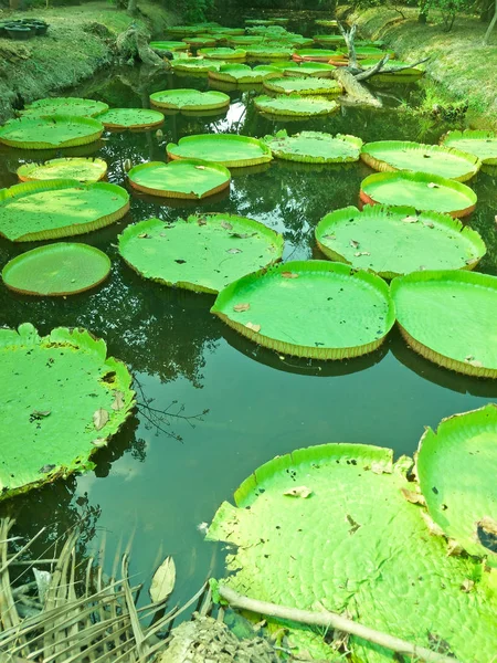 Pattern Green Lotus Leaf — Stock Photo, Image