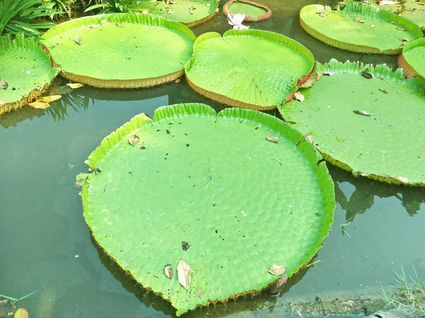 Зеленый Лист Лотоса — стоковое фото