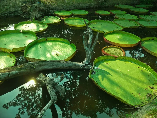 Desen Yeşil Lotus Yaprağı — Stok fotoğraf