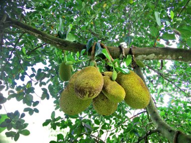 Jack meyve ağacı bahçede