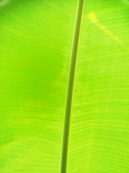 Bananenbaum Garten — Stockfoto