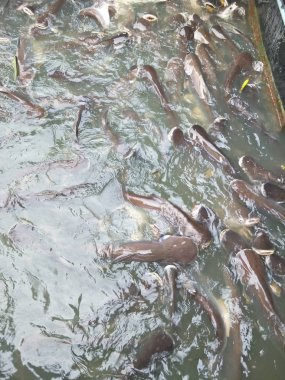 Hayvanat bahçesindeki hayvanlar