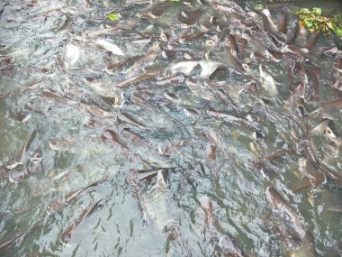 Hayvanat bahçesindeki hayvanlar