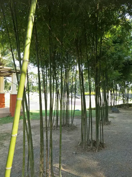 Bahçedeki Bambu Ağacı — Stok fotoğraf