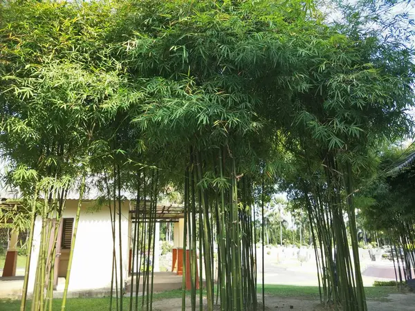 Bamboo Tree Garden — Stock Photo, Image