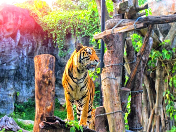 Animali Nello Zoo — Foto Stock