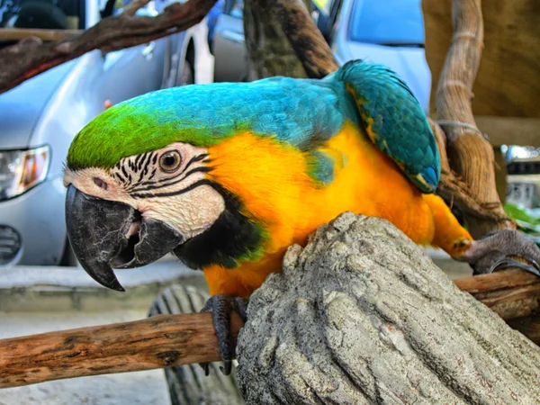 Pássaro Zoológico — Fotografia de Stock