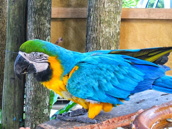 Pássaro Zoológico — Fotografia de Stock