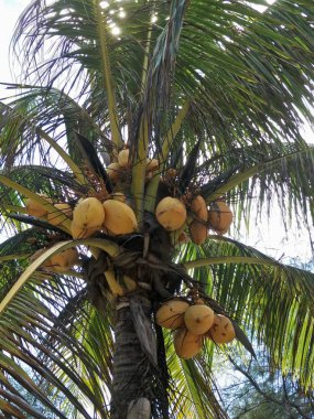 Parkta hindistan cevizi ağacı