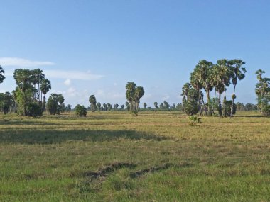 şeker palmiye ağacı alanında