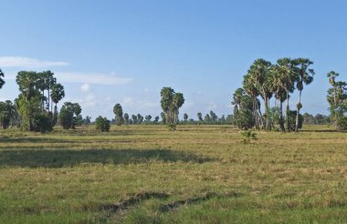 şeker palmiye ağacı alanında