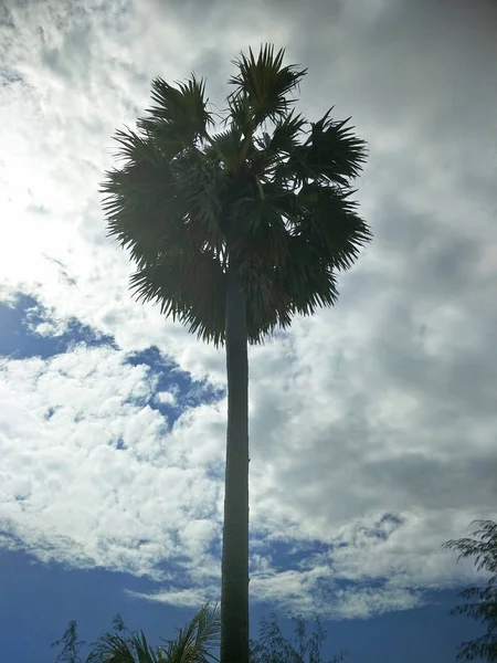 Coconut Tree Park — Stock Photo, Image