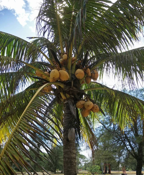 公园里的椰子树 — 图库照片