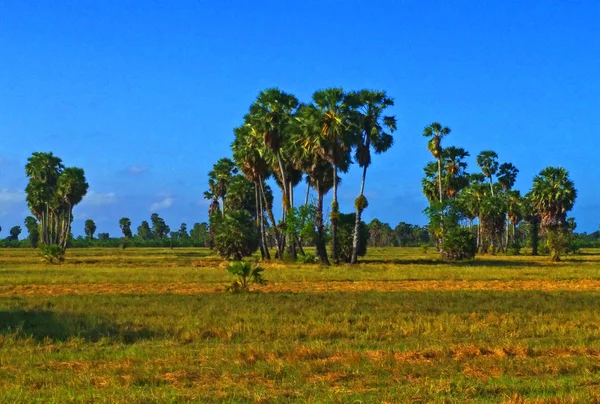 Şeker Palmiye Ağacı Alanında — Stok fotoğraf