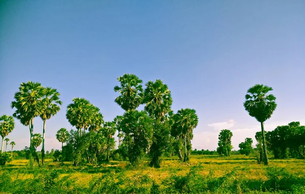 Palma Zucchero Nel Campo — Foto Stock