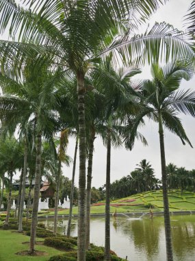Parkta hindistan cevizi ağacı