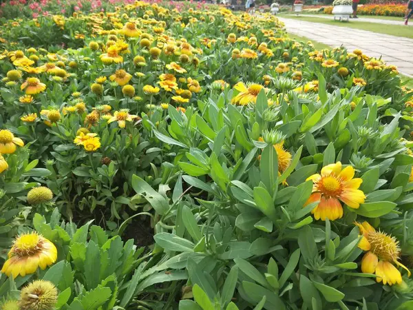 Blumen Garten — Stockfoto